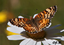 Phyciodes mylitta